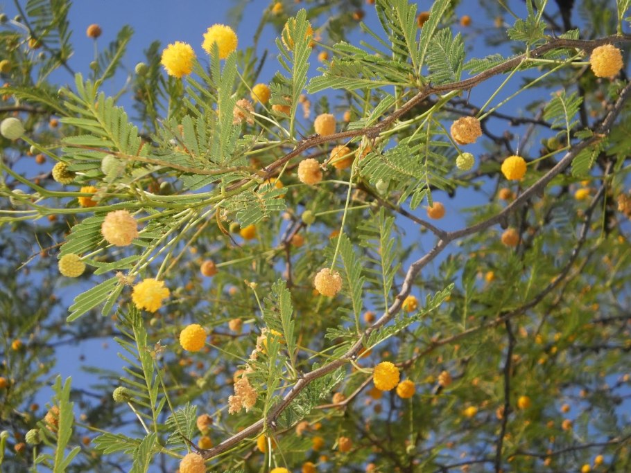 Acacia Aroma