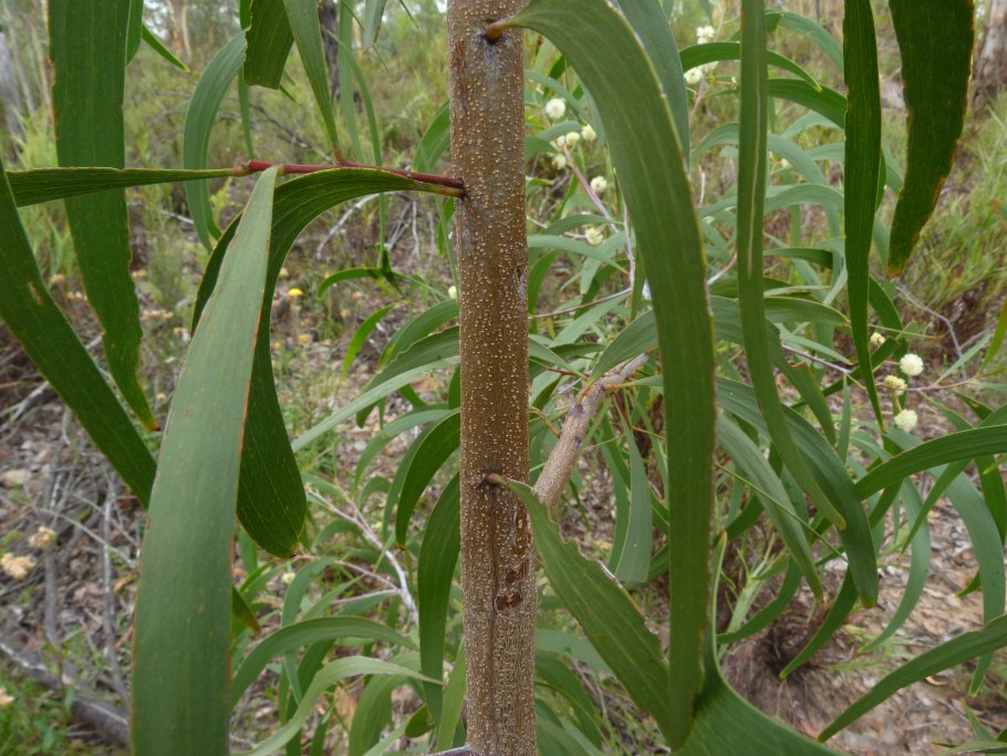Вахелия дерево