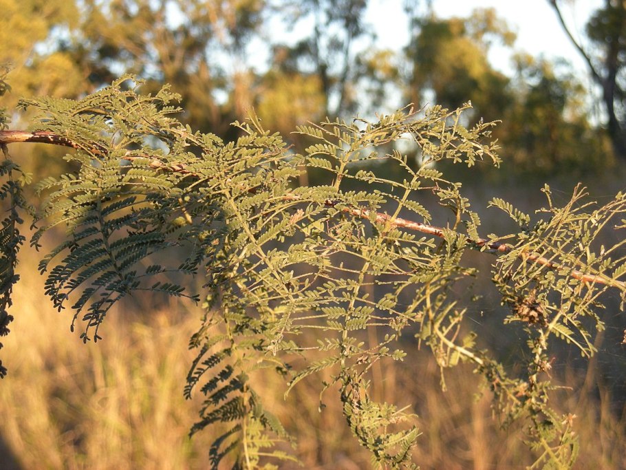 Акация великолепная (Acacia spectabilis