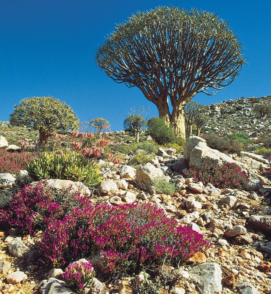 Растительность карру Намиб