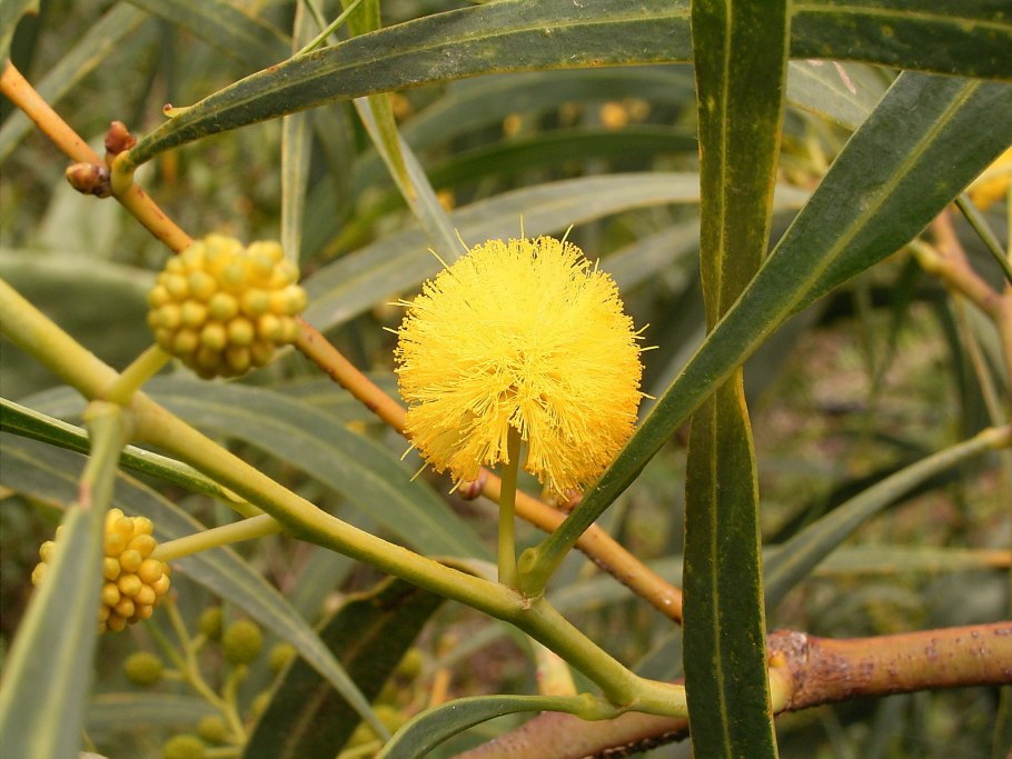 Acacia Pentadenia