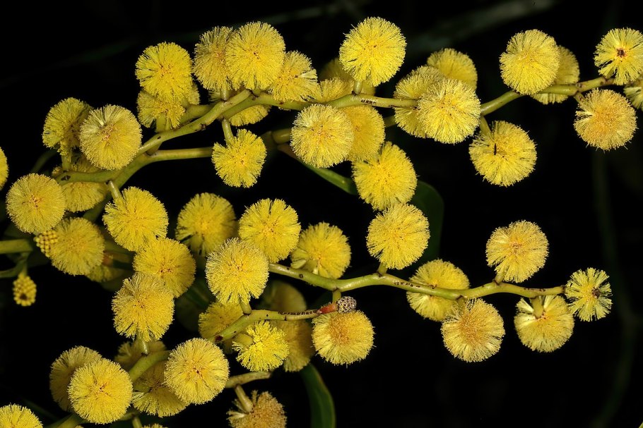 Acacia pycnantha бутоны