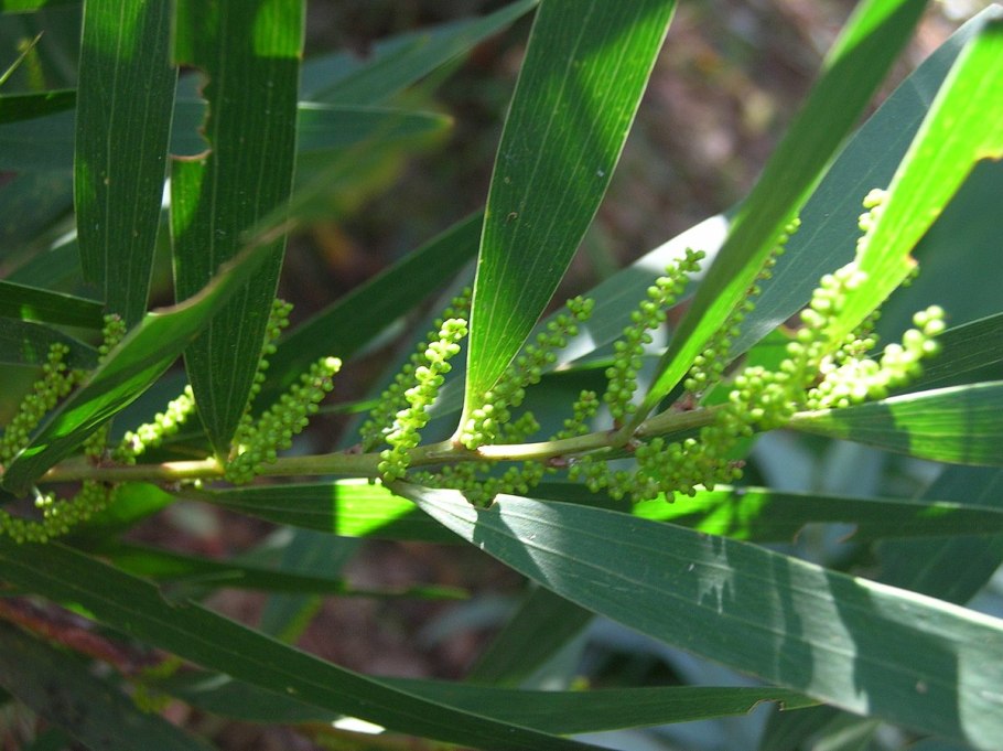 Дерево 80 000 лет