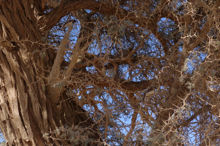 Дерево которое питается пылью