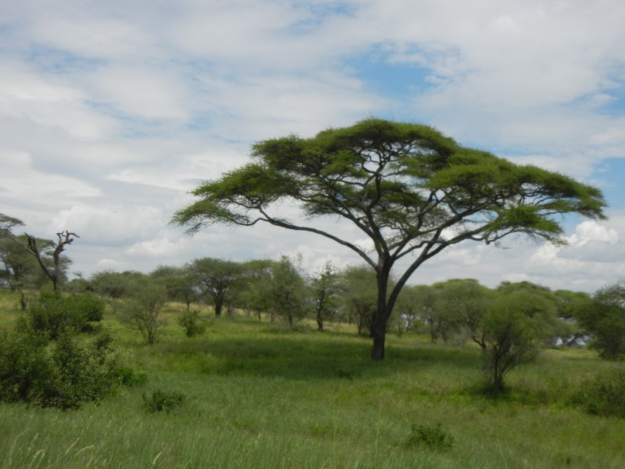 Эфиопия Акация - Гейзер