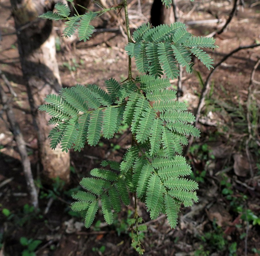 Pilotii Acacia Cernodrinski нарисован