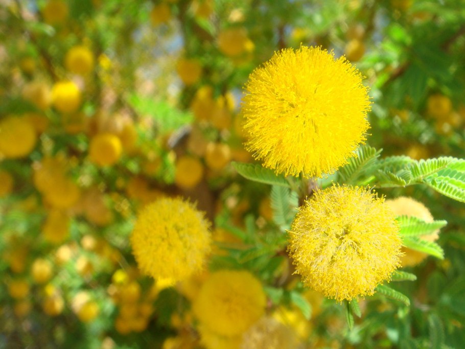 Акация планифронс