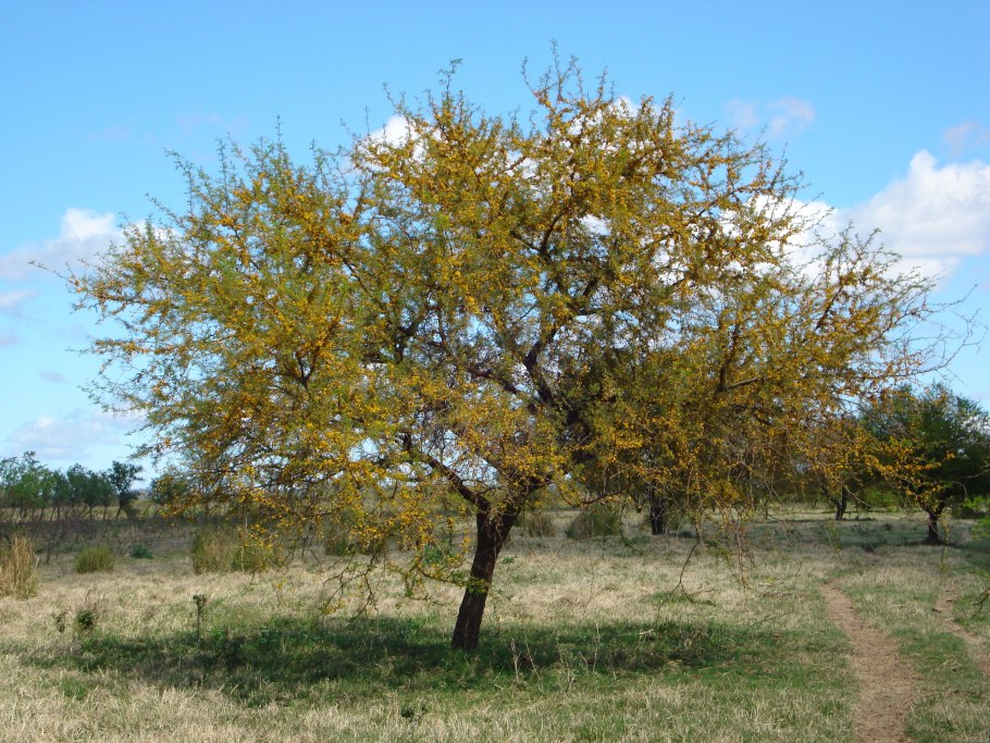 Саранча в Африке 2020