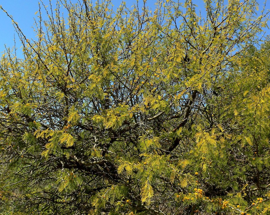 Растения пустыни Песчаная Акация