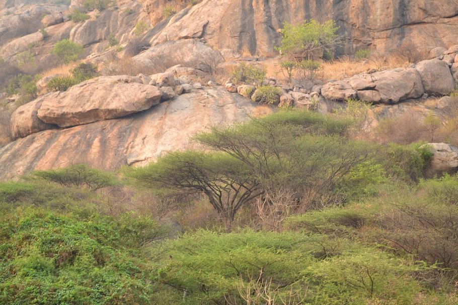 Каштан дерево