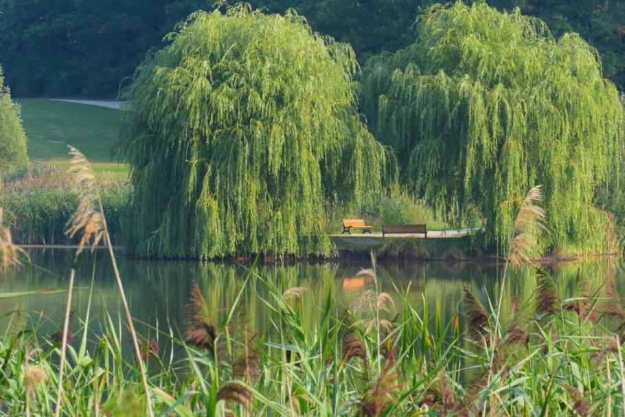 Ива белая, серебристая, ветла (Salix Alba)
