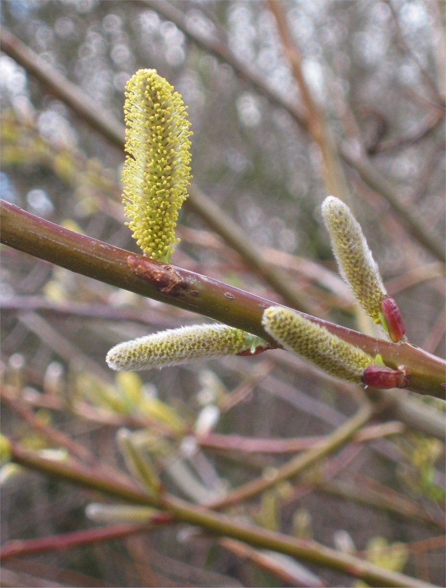 Ива ломкая (Salix fragilis), Ракита