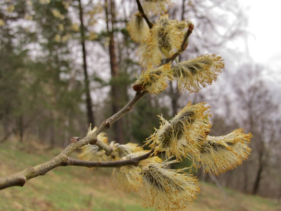 Плакучая Ива листья