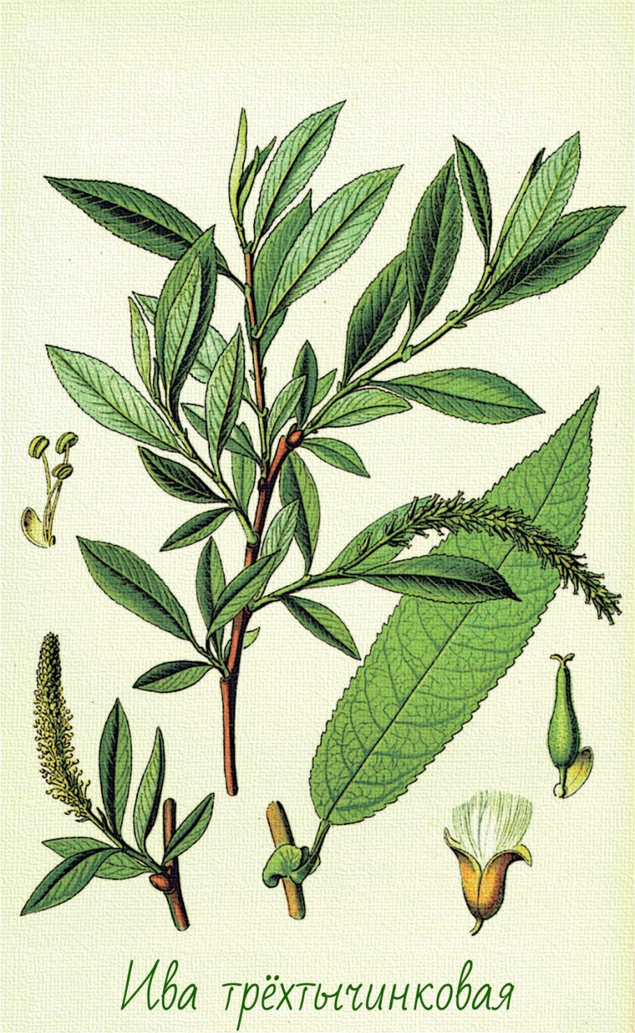 Ива американская Salix Americana