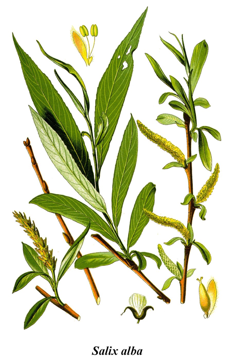 Salix alba