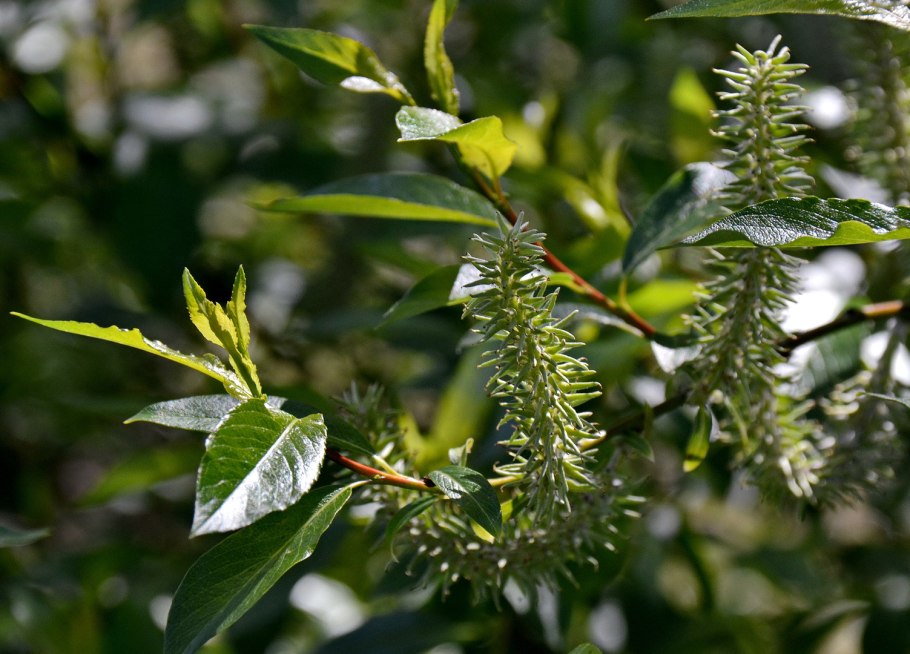 Ива белая (Salix Alba)