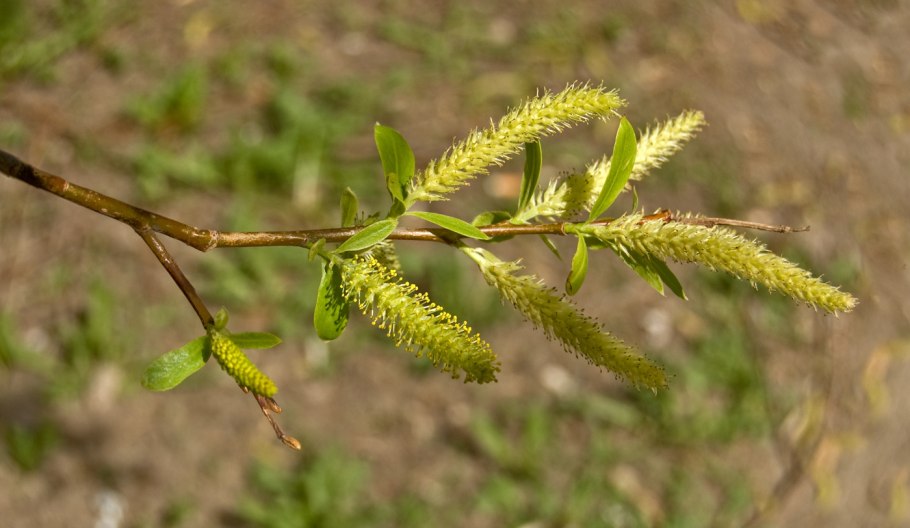Salix myrsinifolia