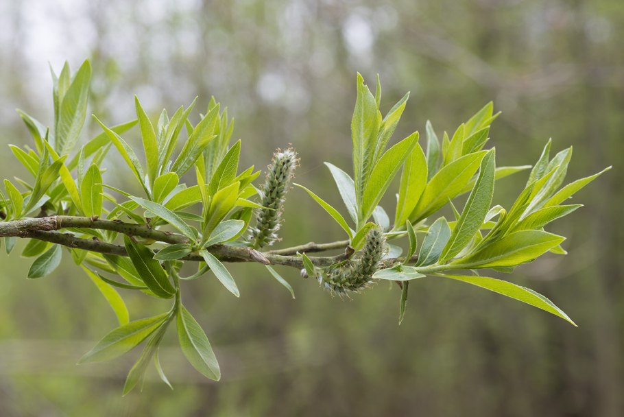 Семейство ивовые Salicaceae