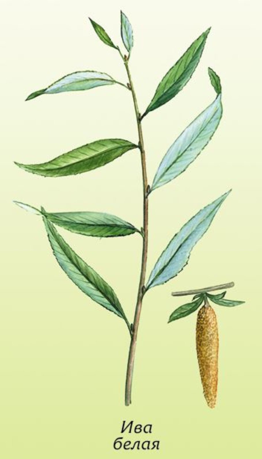 Чозения толокнянколистная