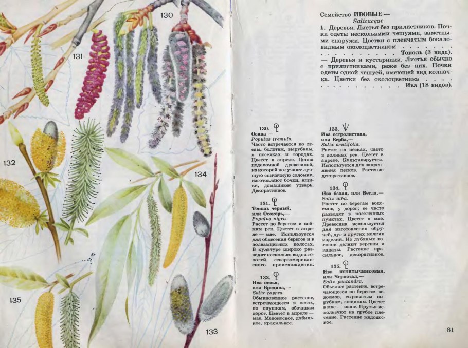 Характеристика семейства ивовые