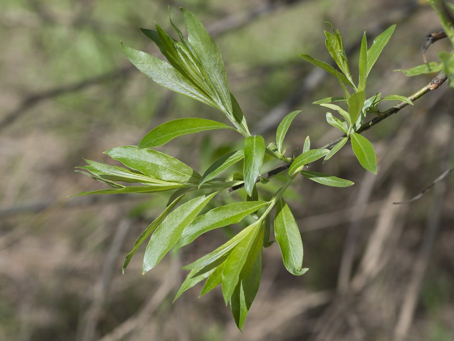 Salix caprea