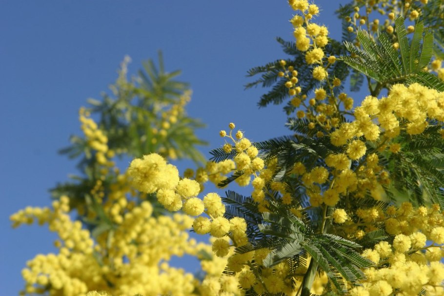 Мимоза Bush Flower