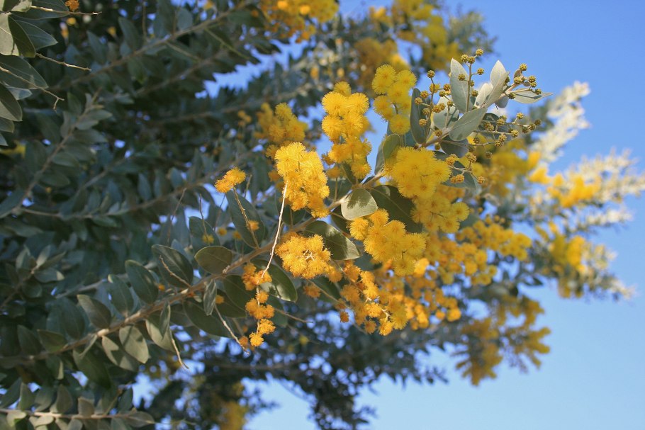 Табебуйя золотистая (Tabebuia chrysotricha)