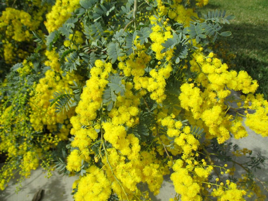 Acacia spectabilis