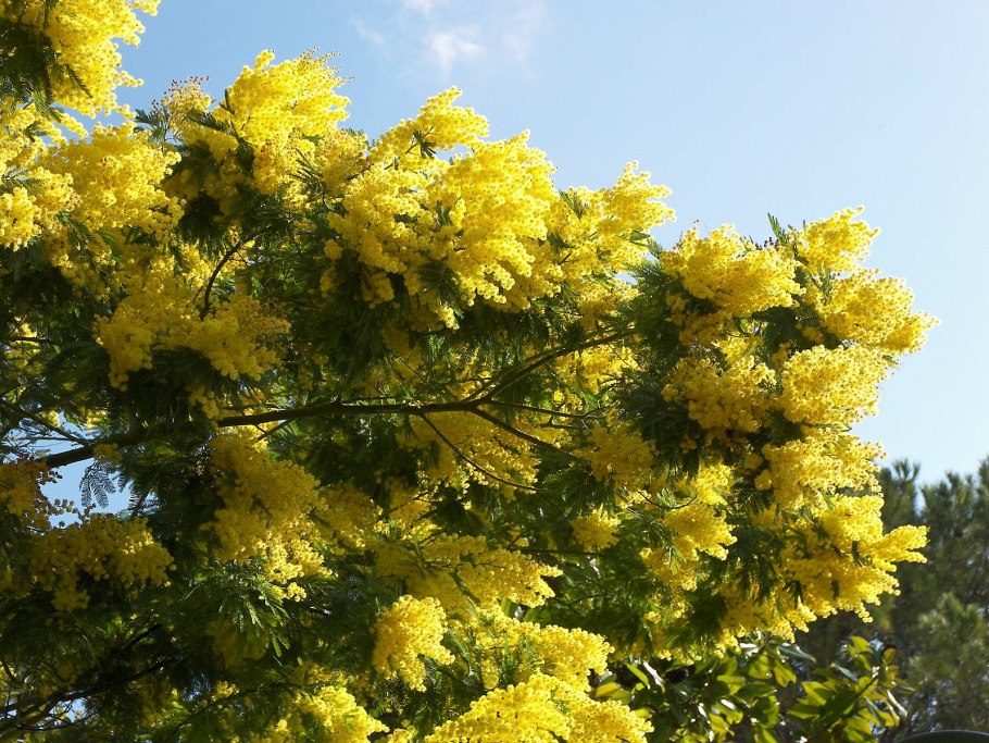 Acacia oxycedrus