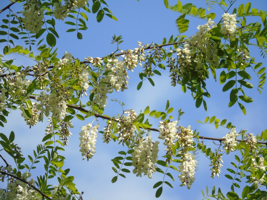 Мимоза хамбуриана