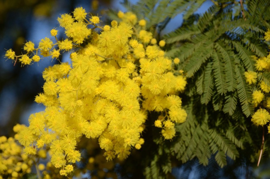 Акация желтокорая