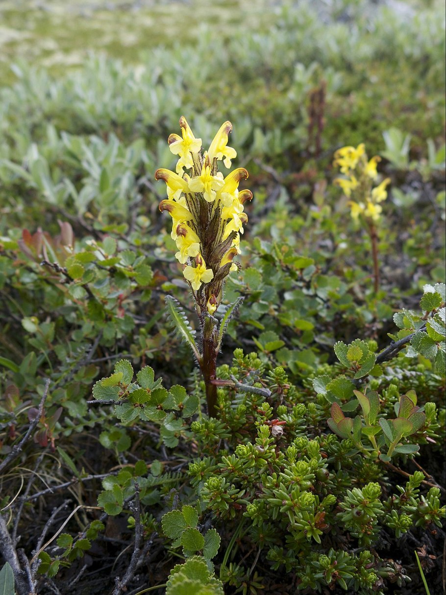 Мытник мохнатоколосый