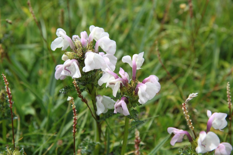 Мытник мохнатоцветковый