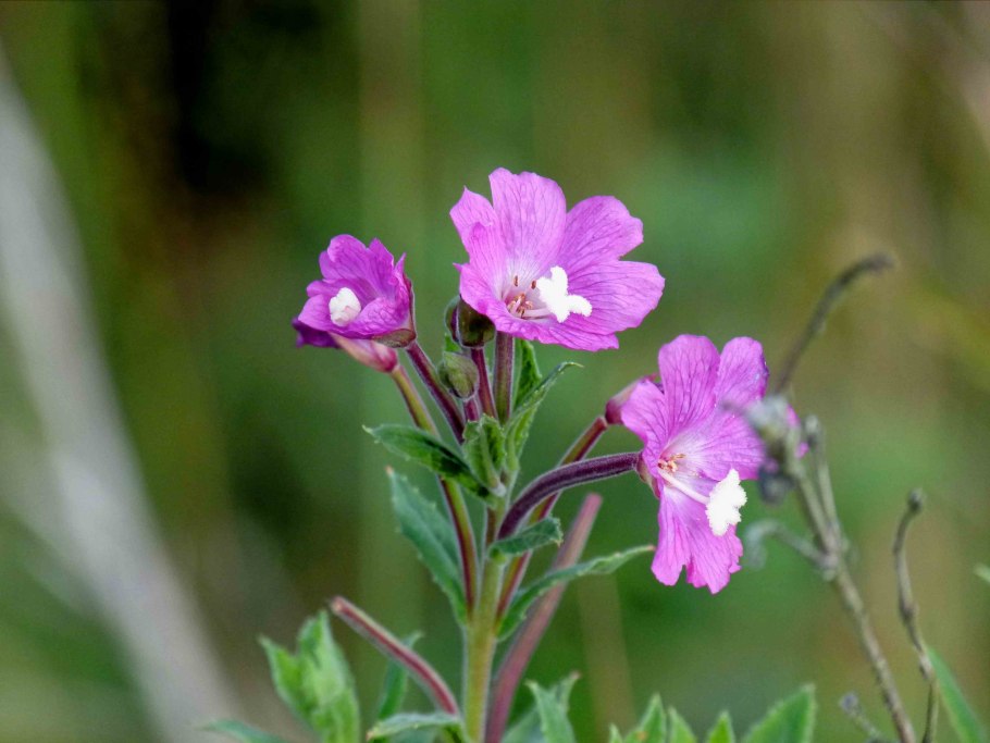 Pedicularis chroorrhyncha семена