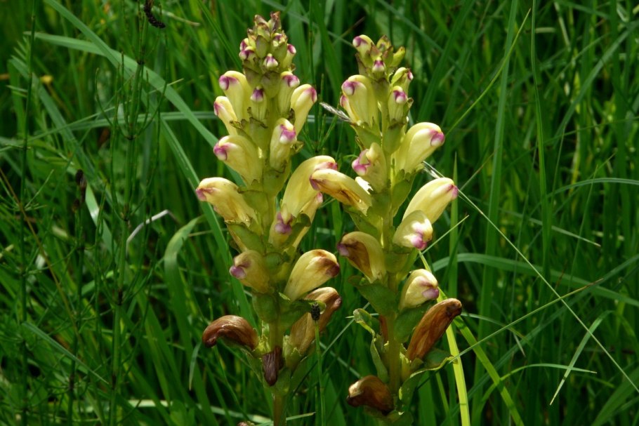 Мытник болотный Ботаническая иллюстрация