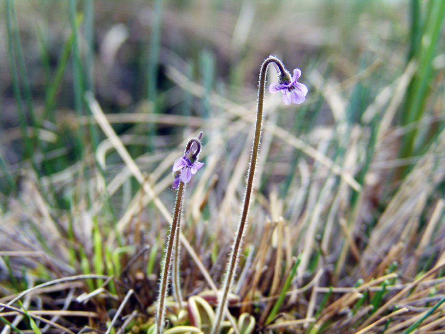 Мытник мутовчатый