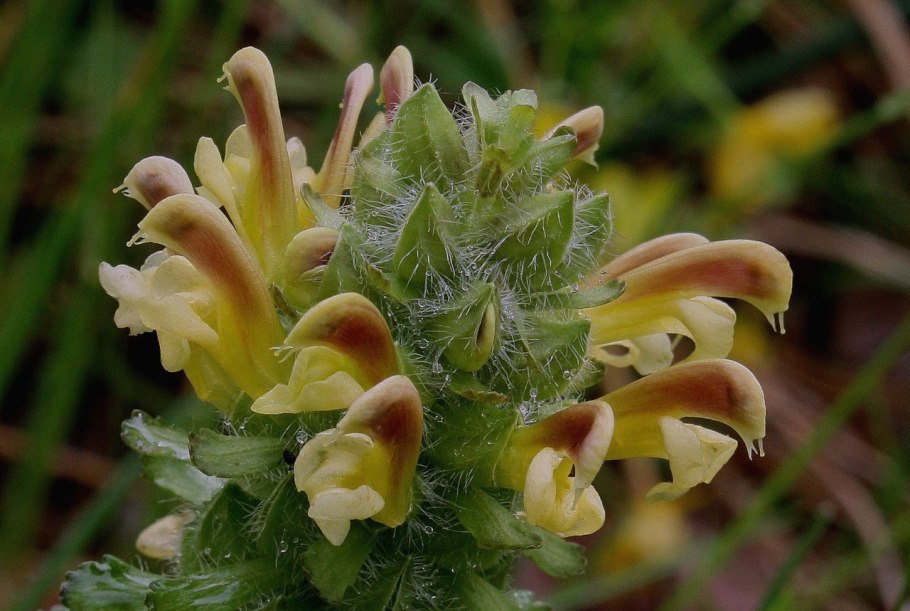 Мытник Лапландский