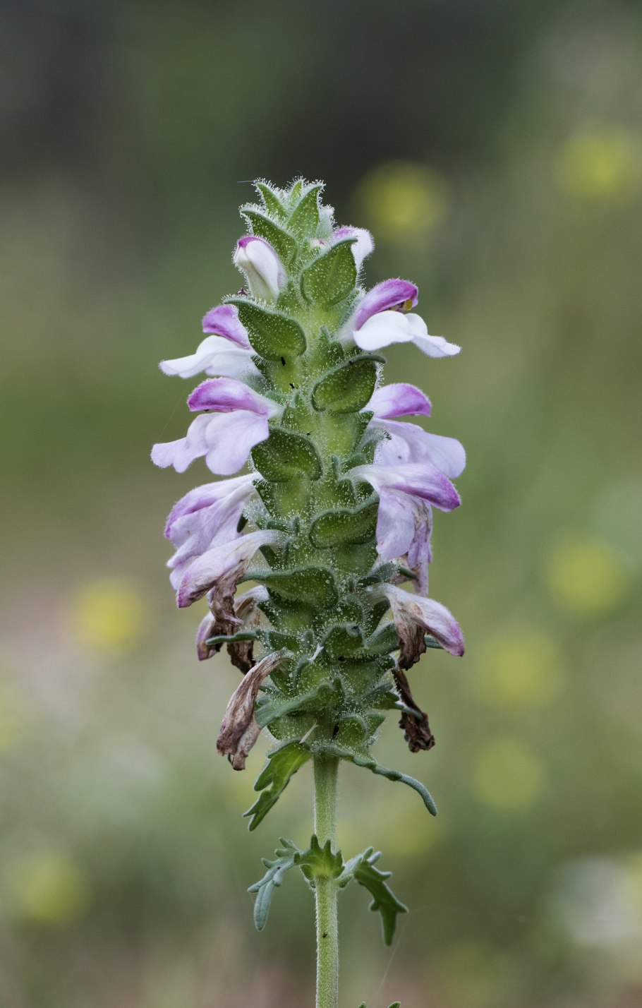 Мытник Царский скипетр