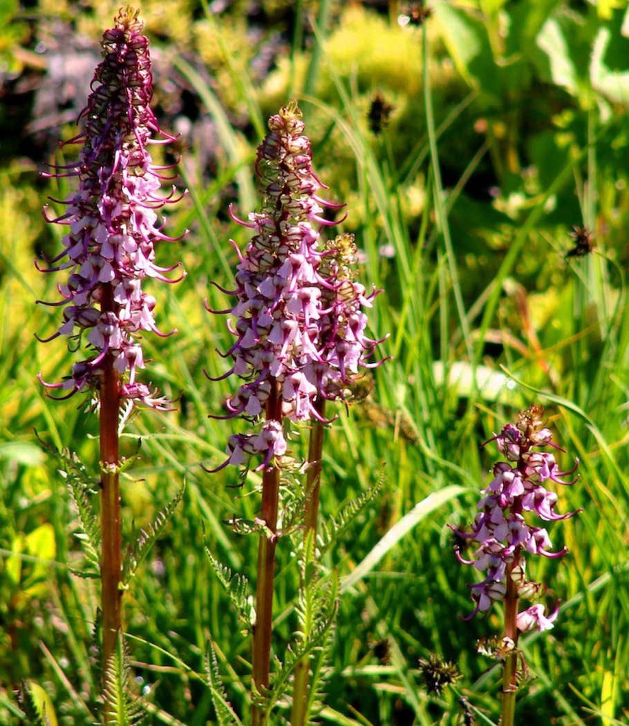 Остролодочник Гмелина