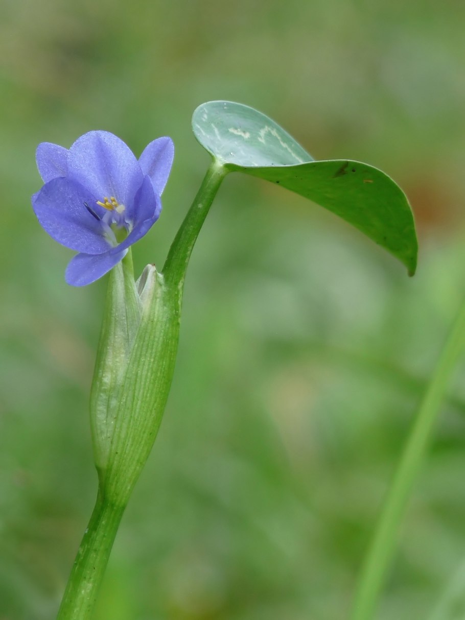 Монохория влагалищная