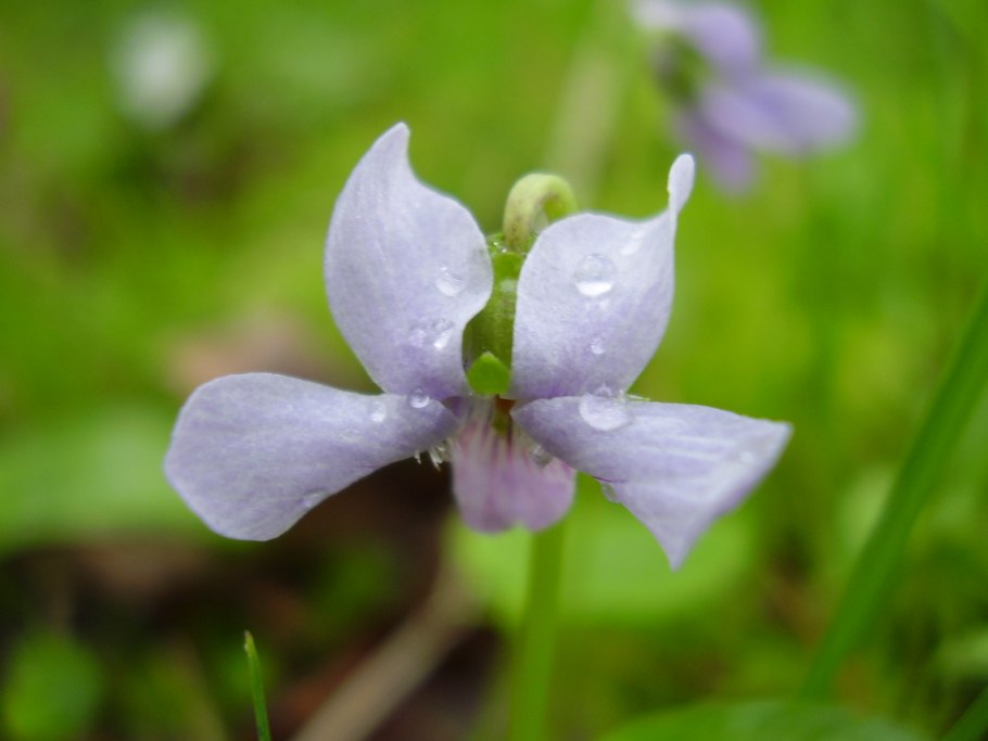 Фиалка Болотная (Viola palustris)