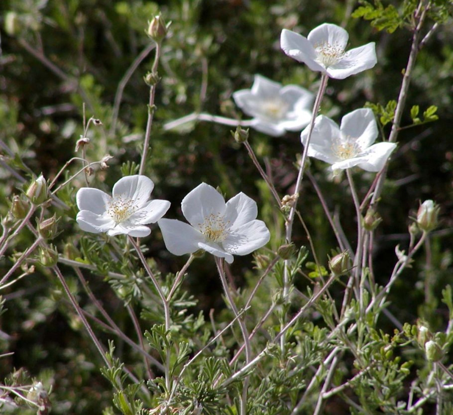 Красавка белладонна Atropa Belladonna