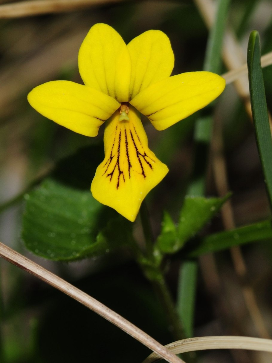 Фиалка двухцветковая