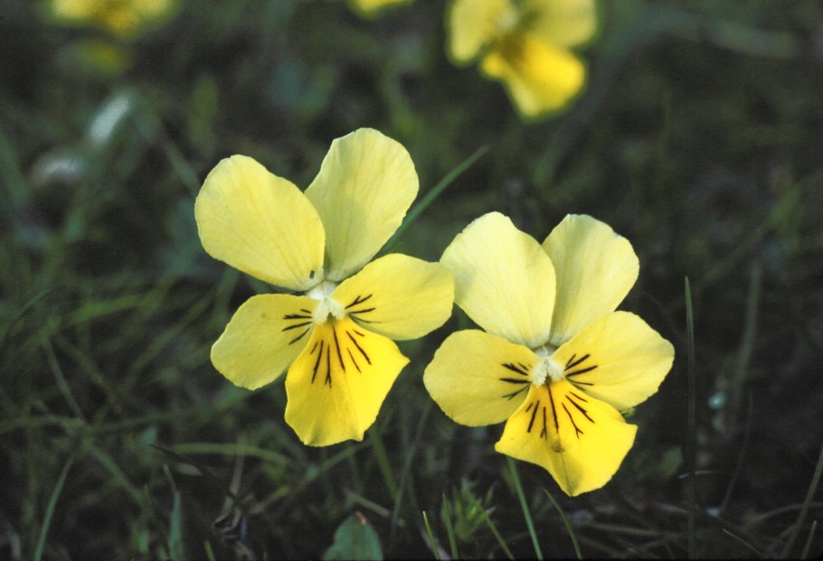Viola calaminaria