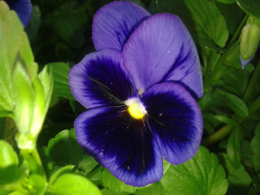 Орудие фиалка