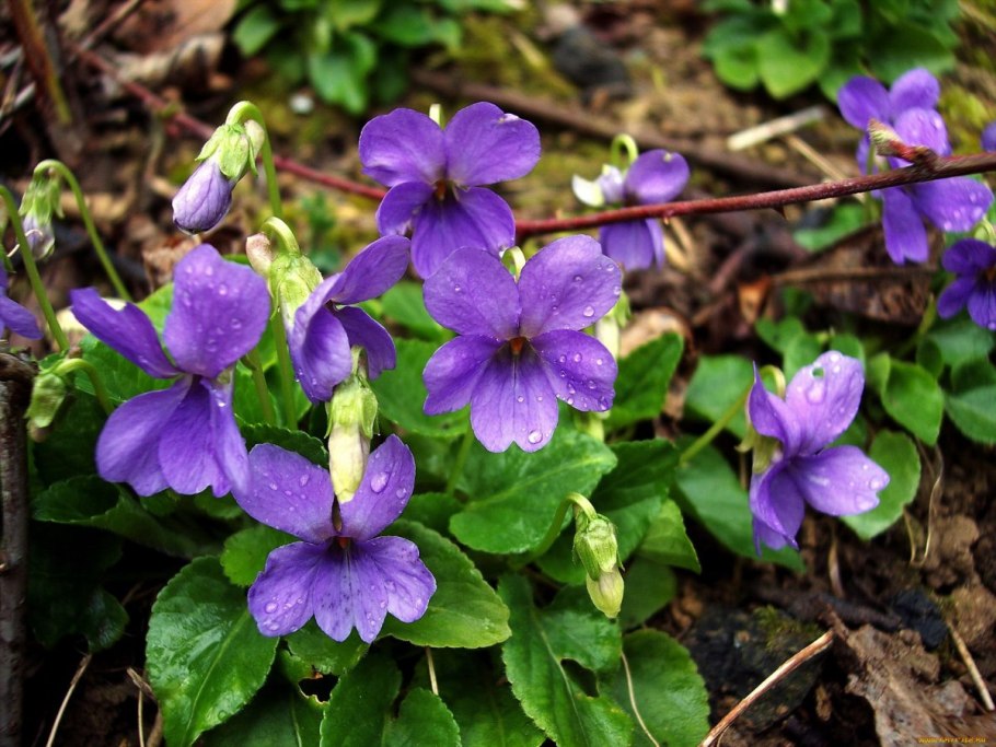 Viola pedatifida