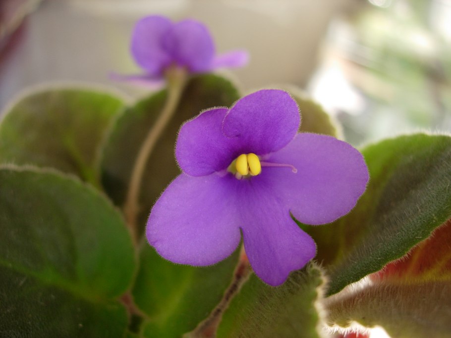 Saintpaulia ionantha London