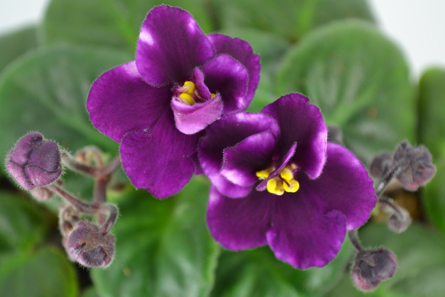 Viola biflora рисунок