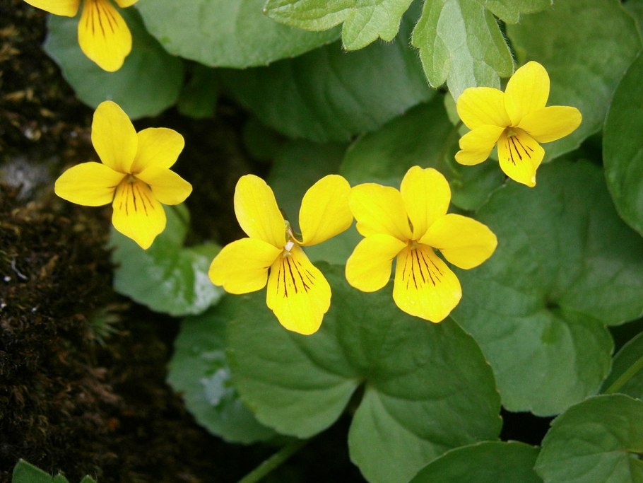 Viola biflora