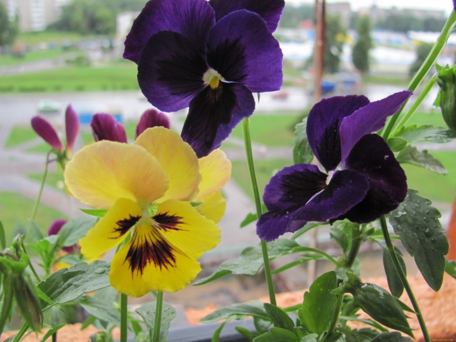 Фиалка Болотная (Viola palustris)